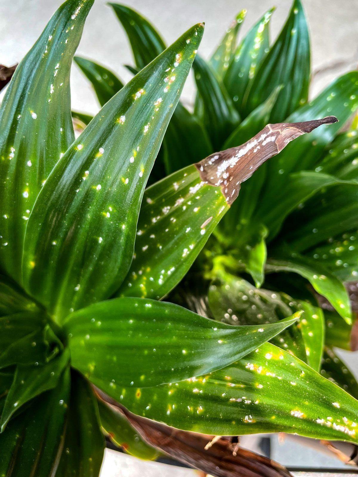 Soins Essentiels Réparateurs des Plantes