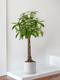 Braided Money Tree