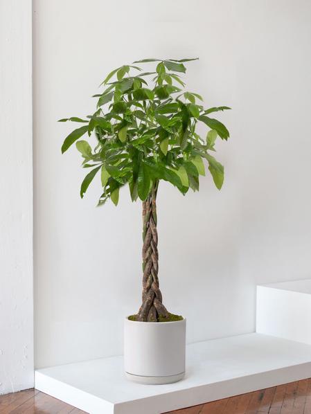 Braided Money Tree