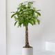 Braided Money Tree