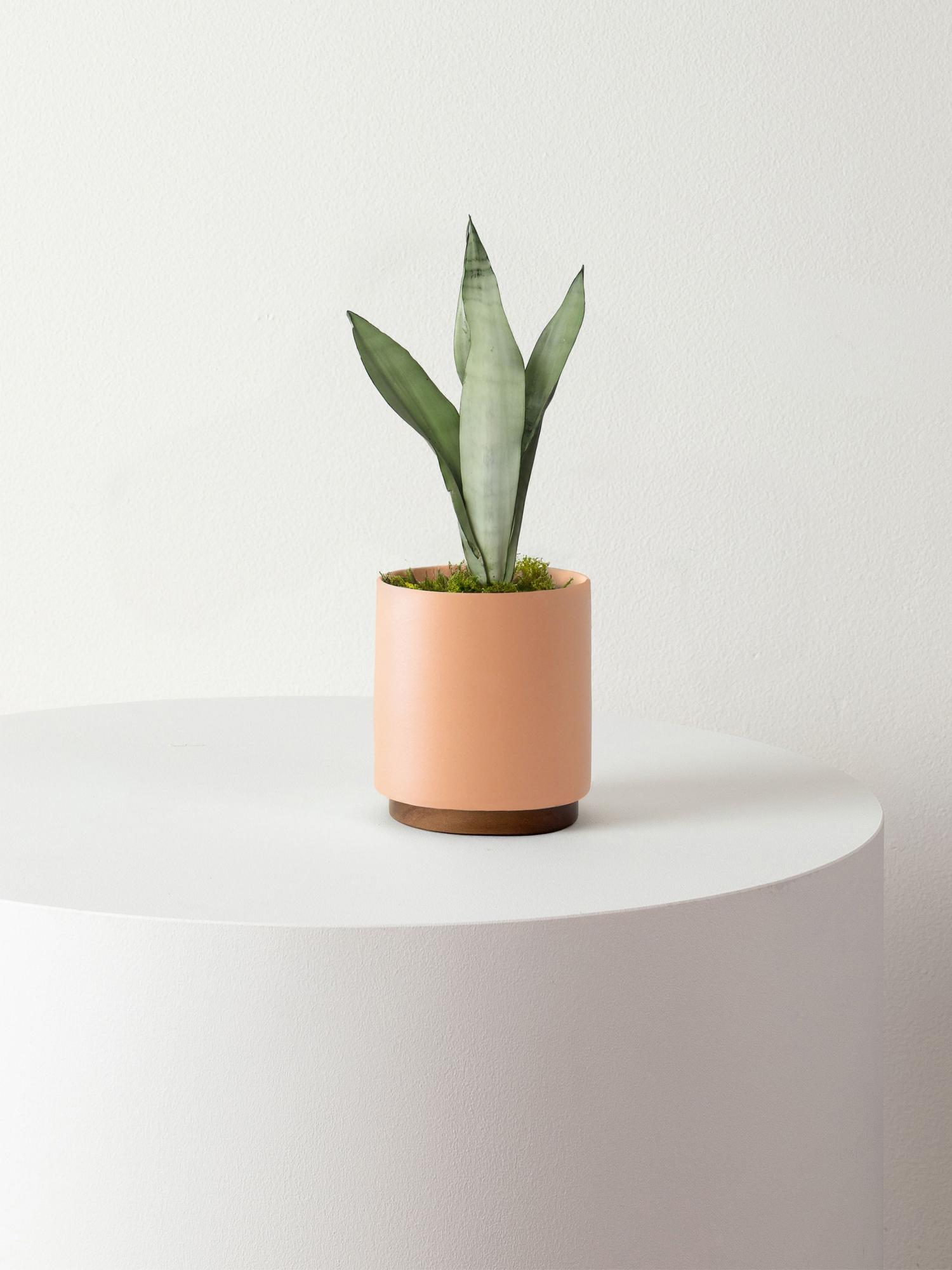 Moonshine Snake Plant