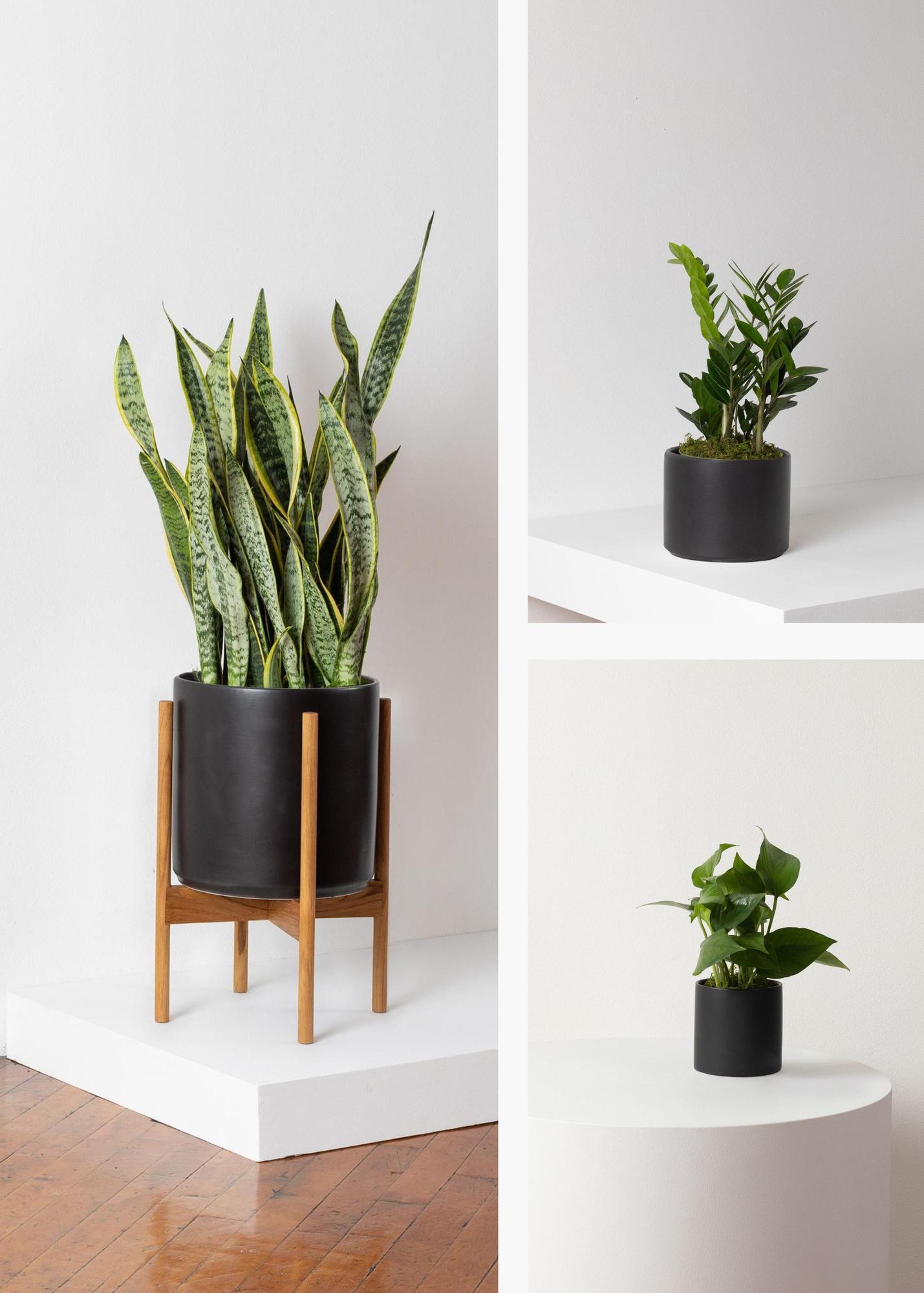 L Easy Care Plant Bundle Large (Three Sets in One) – Black Mid