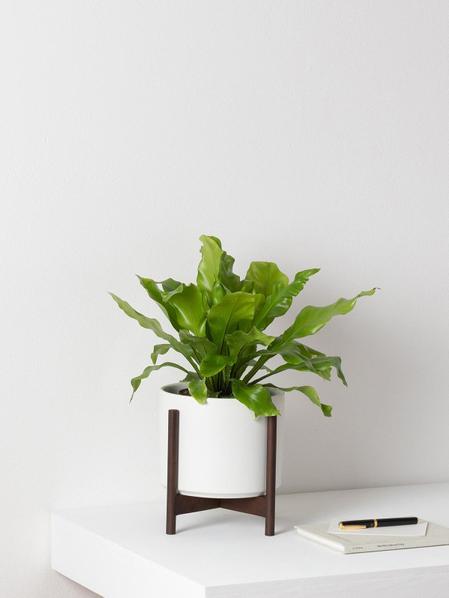 Bird's Nest Fern