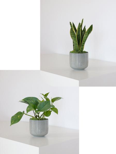 Duo Pothos Cascade X Sansevieria Laurentii