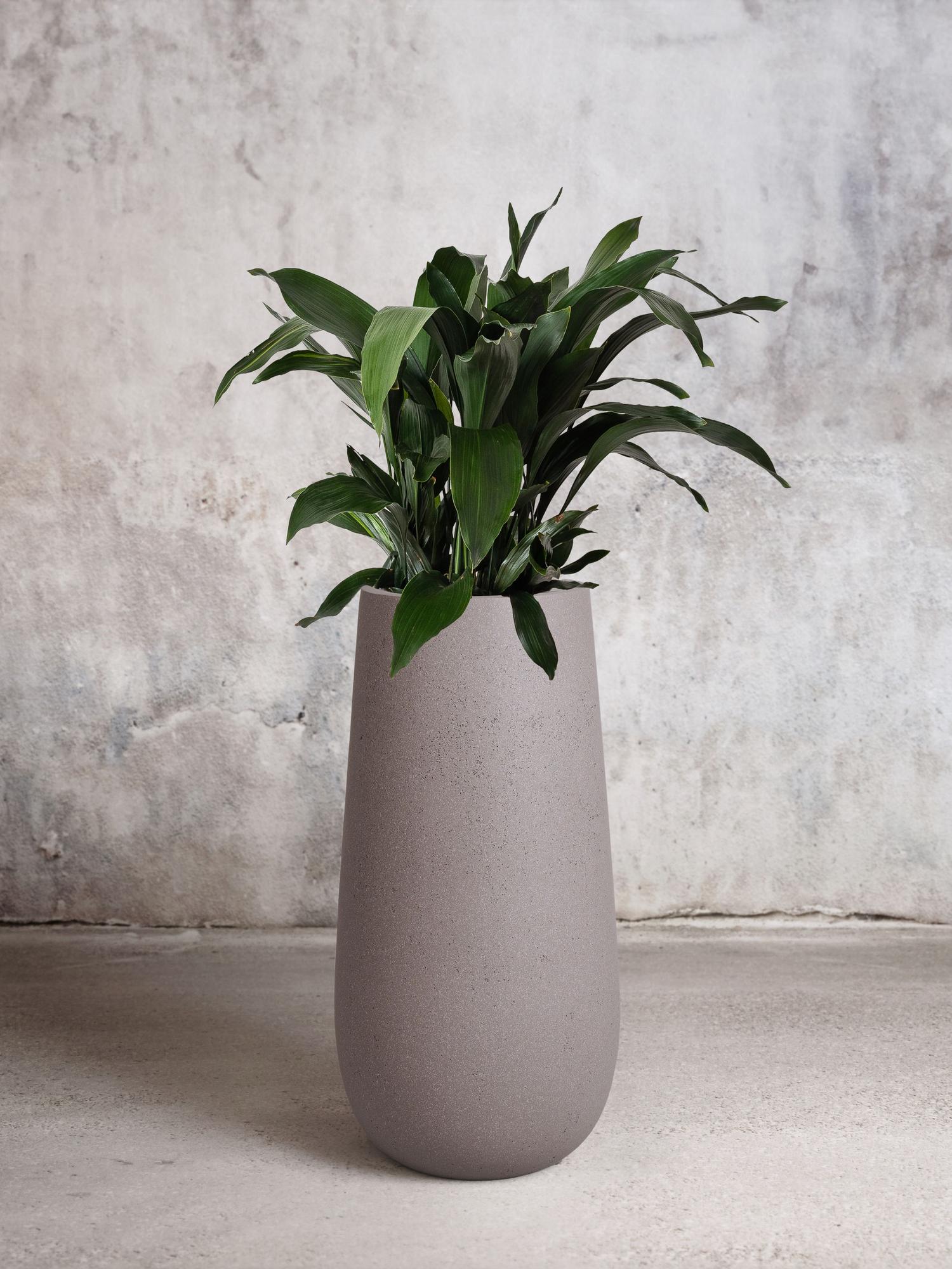 Cast Iron Plant - Gray Flute Pot 