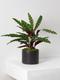 Calathea Peacock of Rio