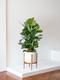 Ficus Elastica Robusta