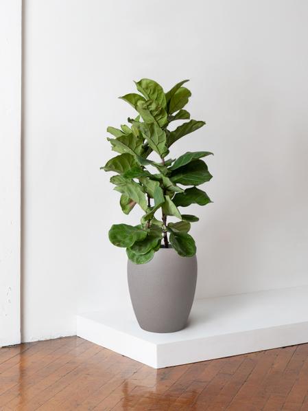 Fiddle Leaf Fig Bush