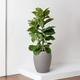 Fiddle Leaf Fig Bush