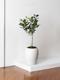 Ficus Audrey Tree