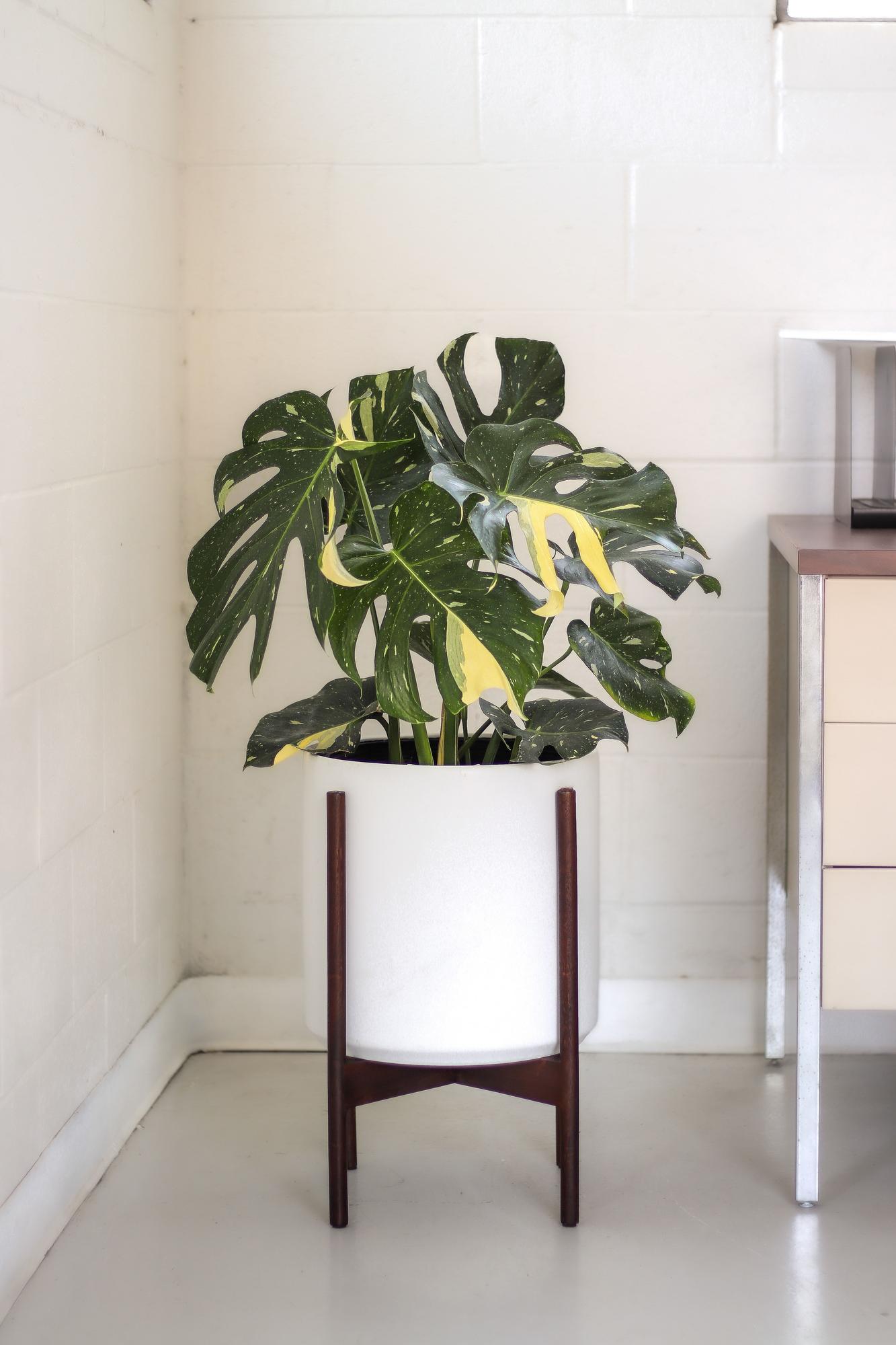モンステラ・ポトス Monstera 'Thai Constellation Select' Monstera 'Thai Constellation' - Mountain Crest Gardens