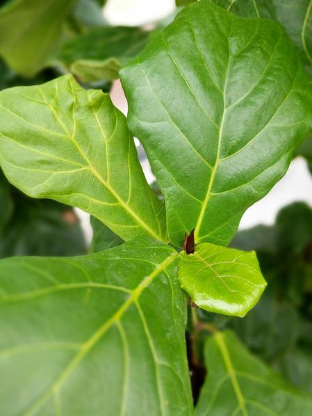 Fiddle Leaf Fig Plant