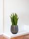 Snake Plant Laurentii