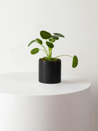 indoor plants picture