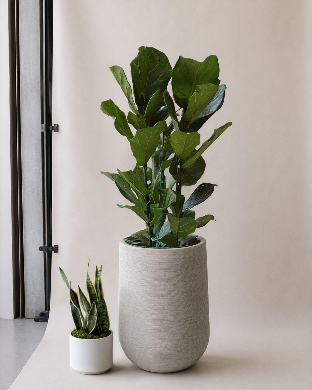 Fiddle Leaf Fig Bush
