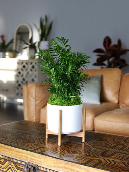 Parlor Palm