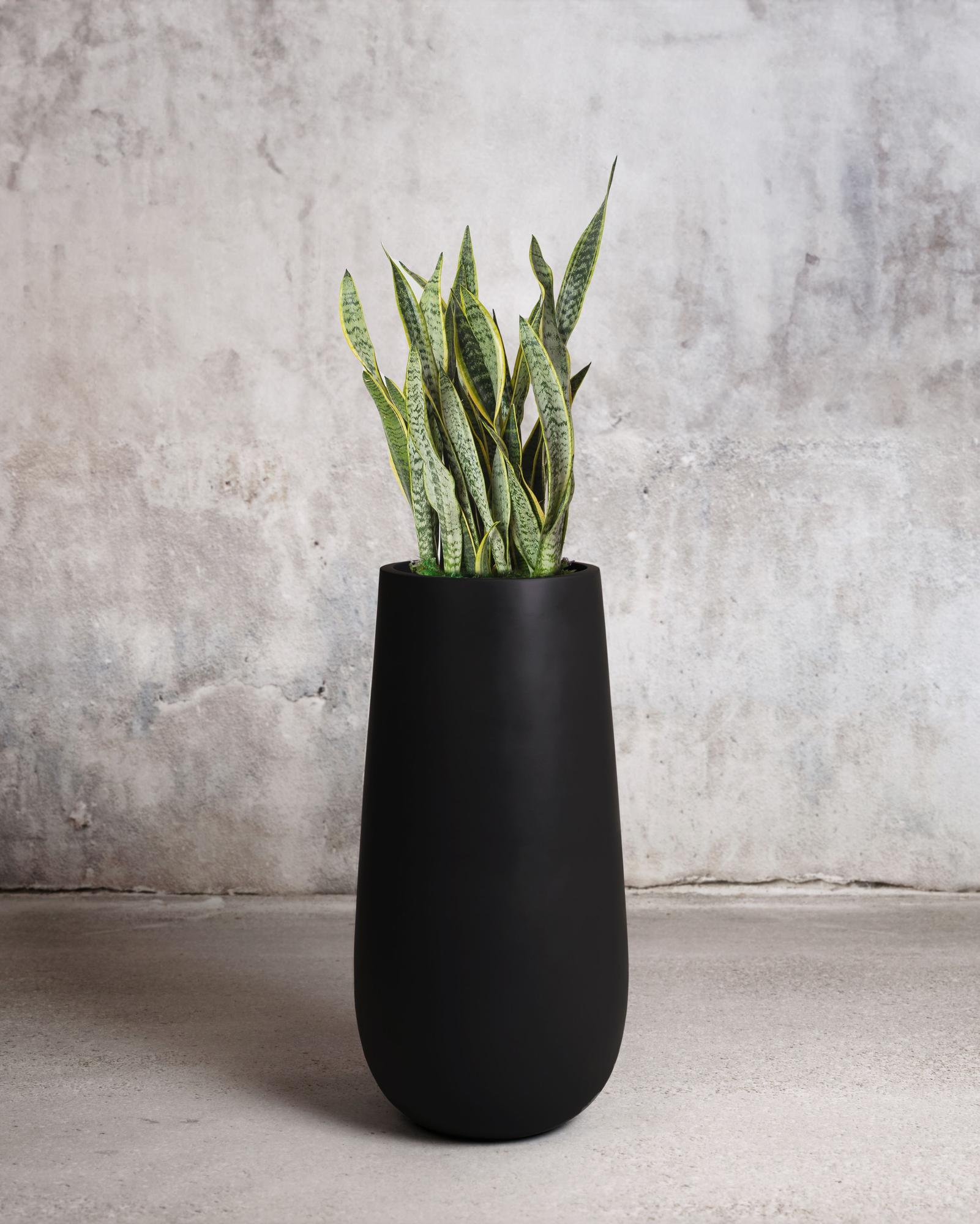 Snake Plant Laurentii Large (4 – 4 ½ ft tall) + Flute Pot | Léon