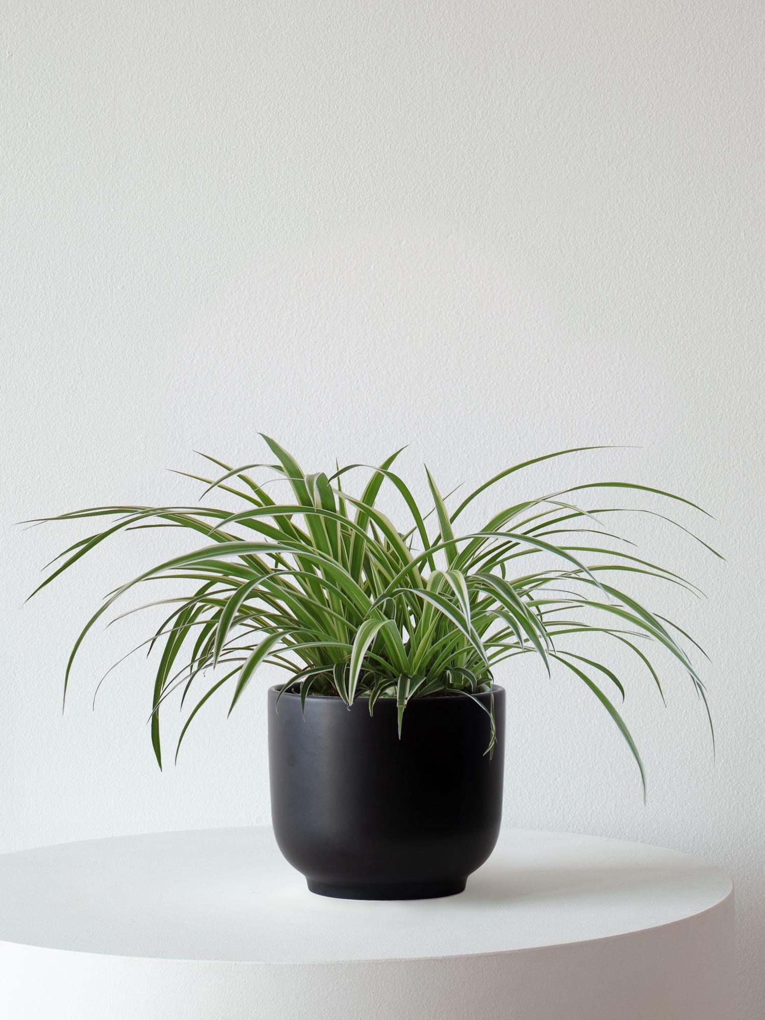 Spider Plant