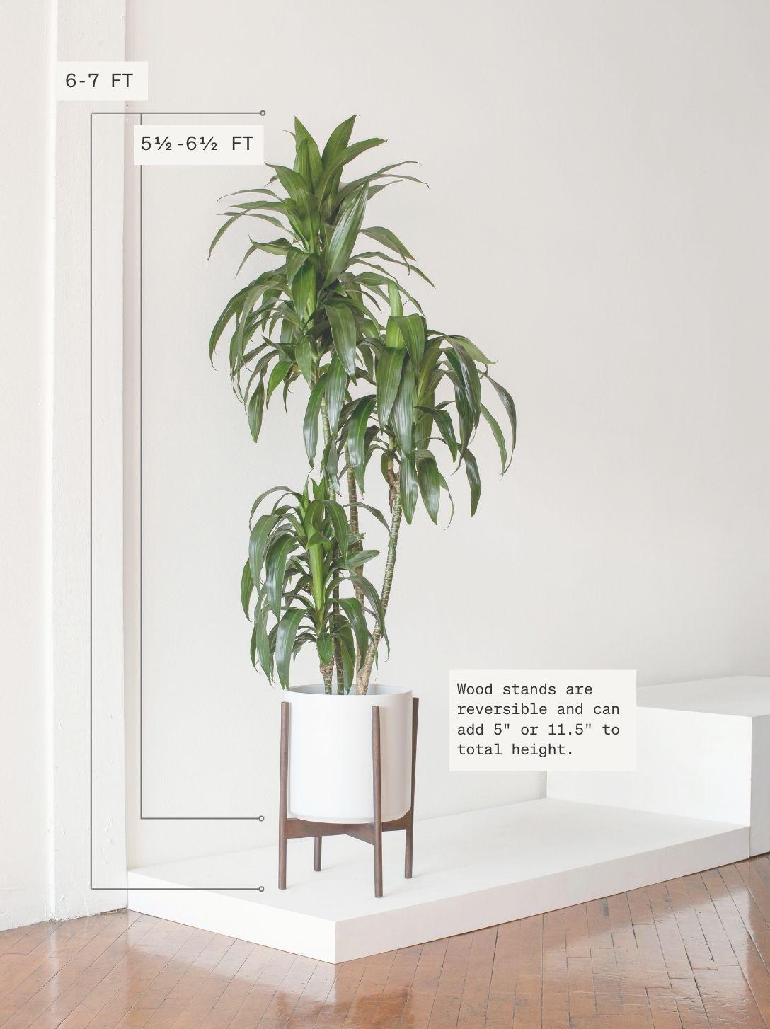 dracaena-lisa-extra-large.jpeg