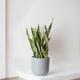 Snake Plant Laurentii