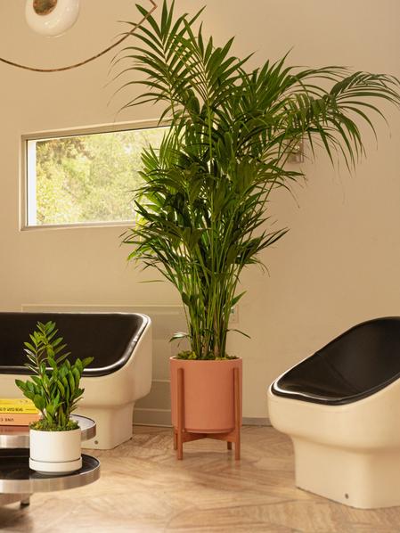 Kentia Palm