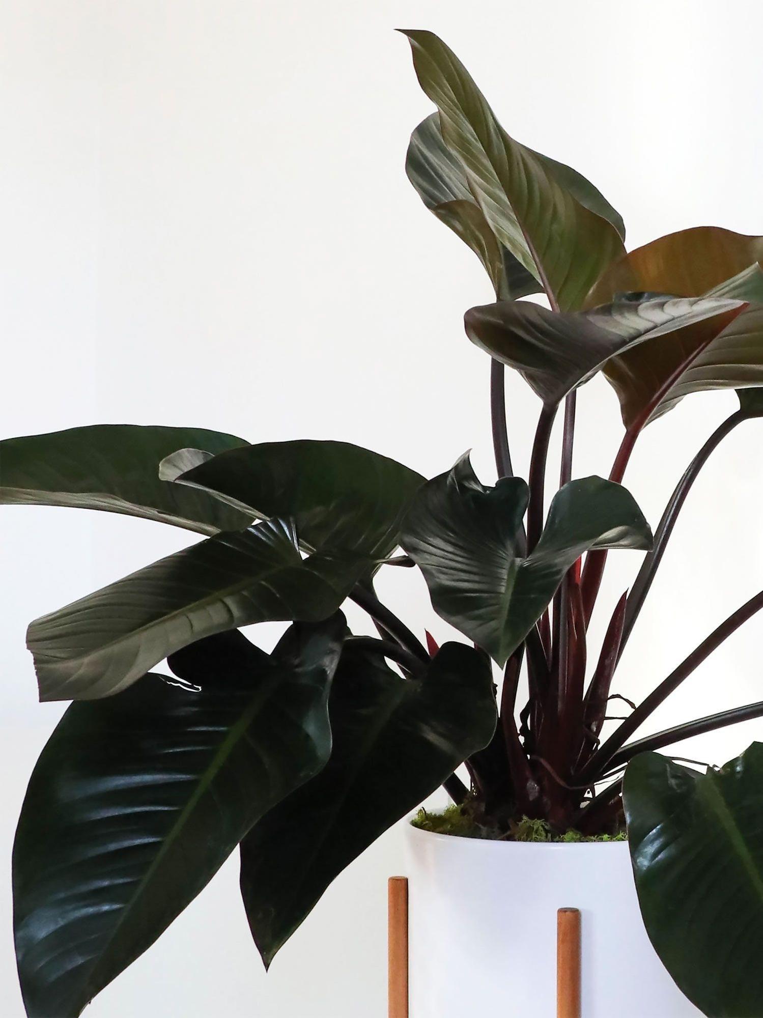 Philodendron Red Beauty