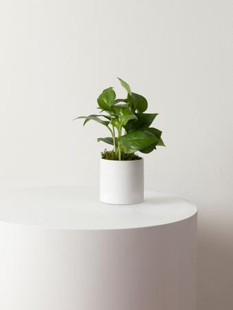 indoor plants picture