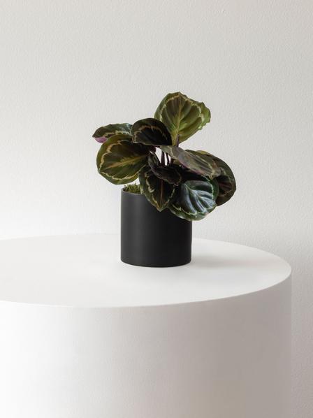 Calathea Medallion