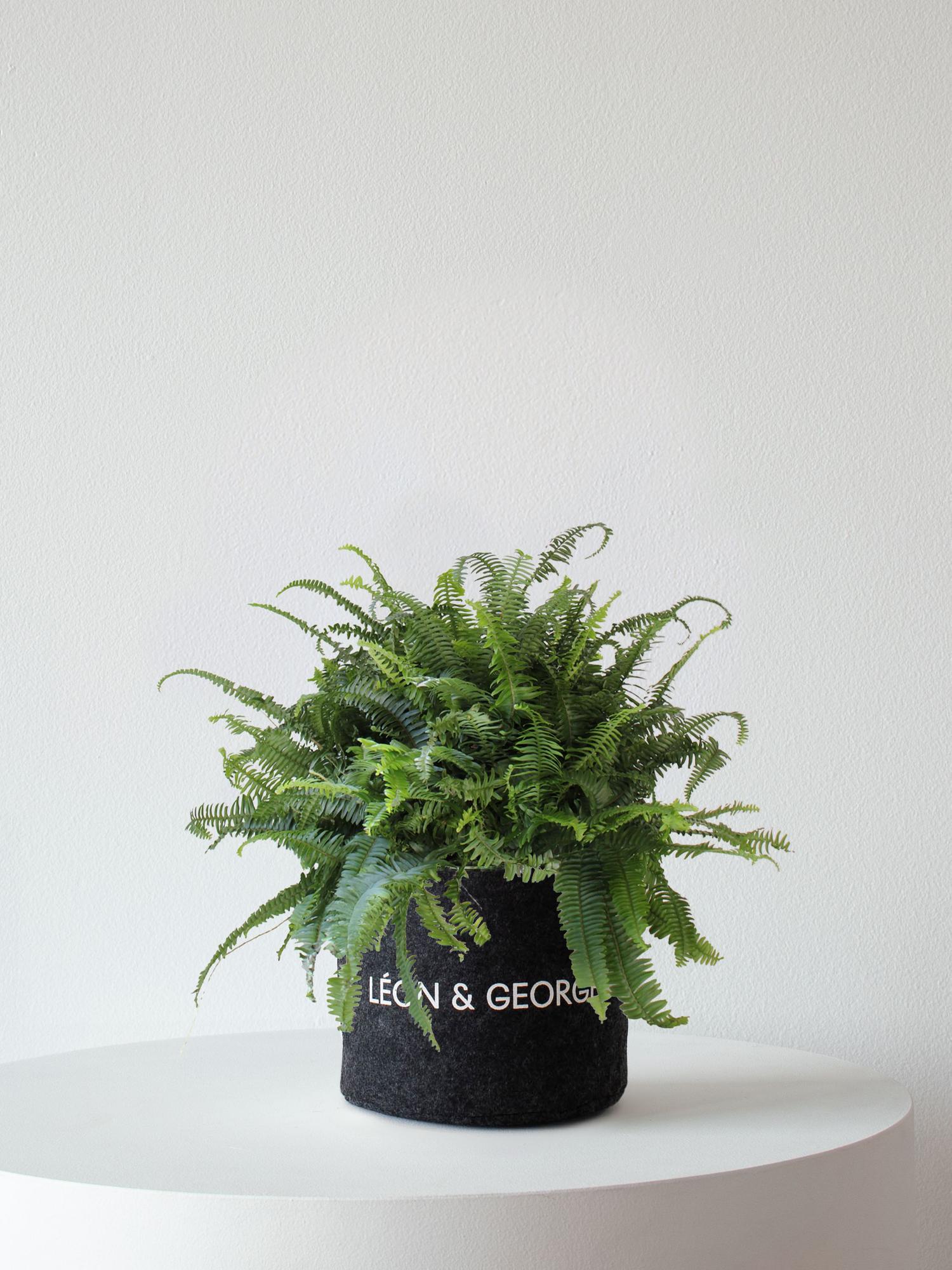 Boston Fern