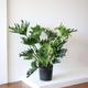 Hope Philodendron