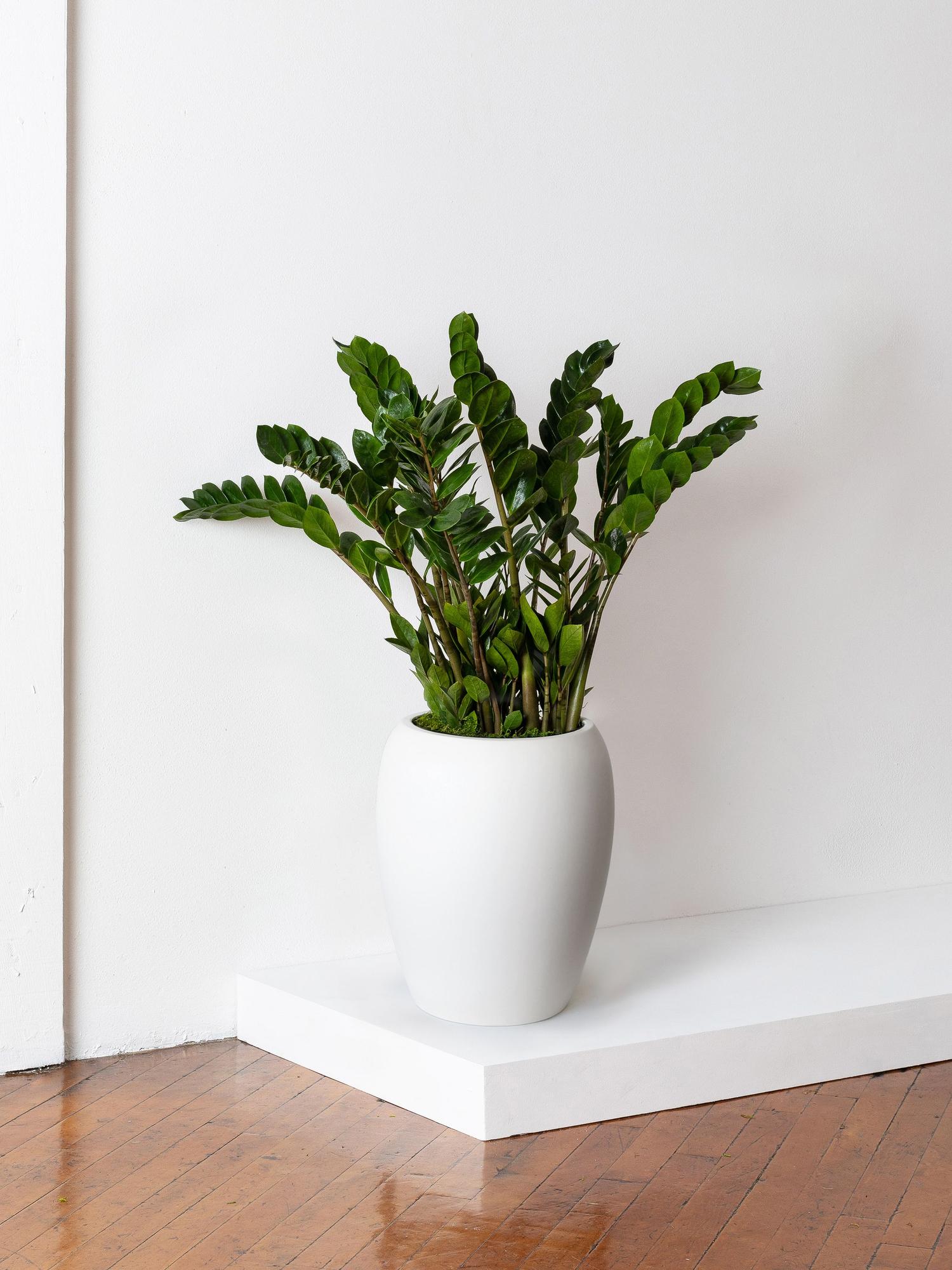 Zanzibar Gem - White Calix Pot 