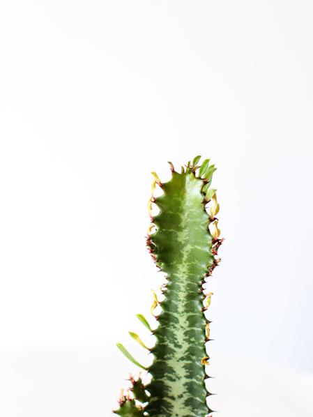 Euphorbia Trigona