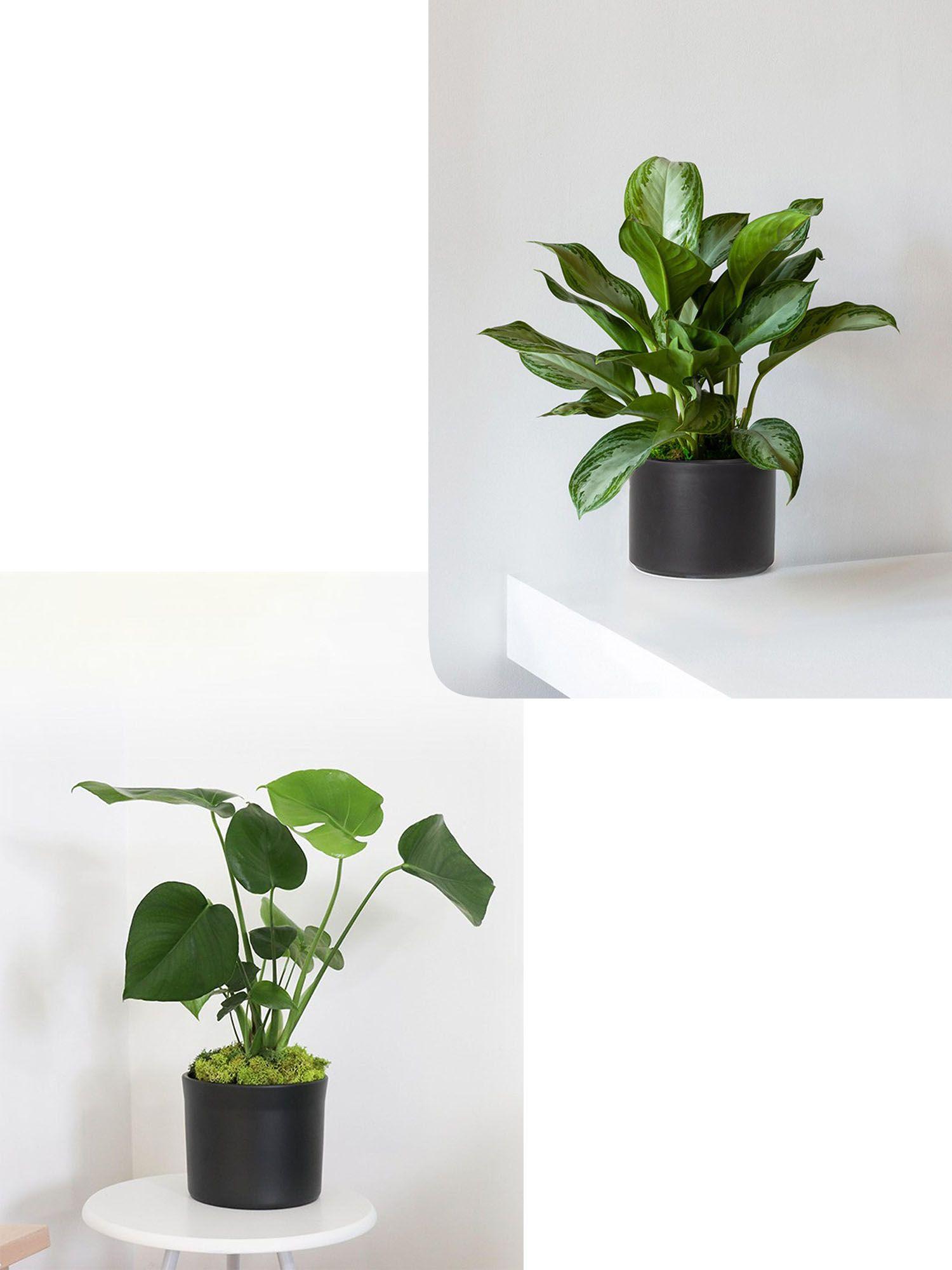 Duo Monstera X Silver Evergreen- Mid-Century
