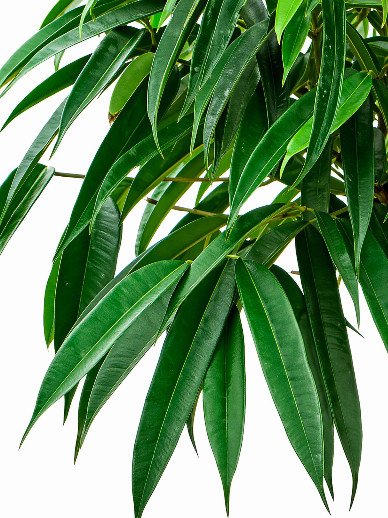 Arbre Ficus Alii