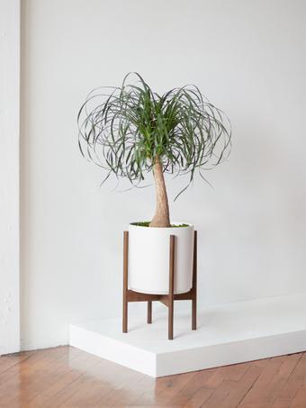 indoor plants picture