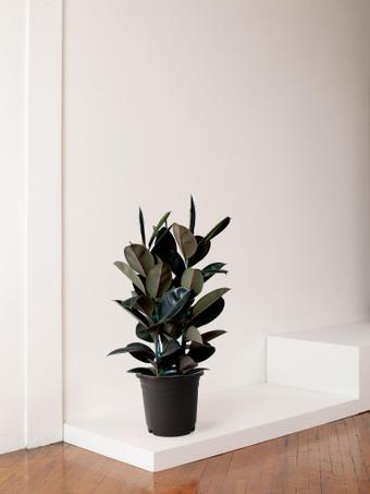 indoor plants picture