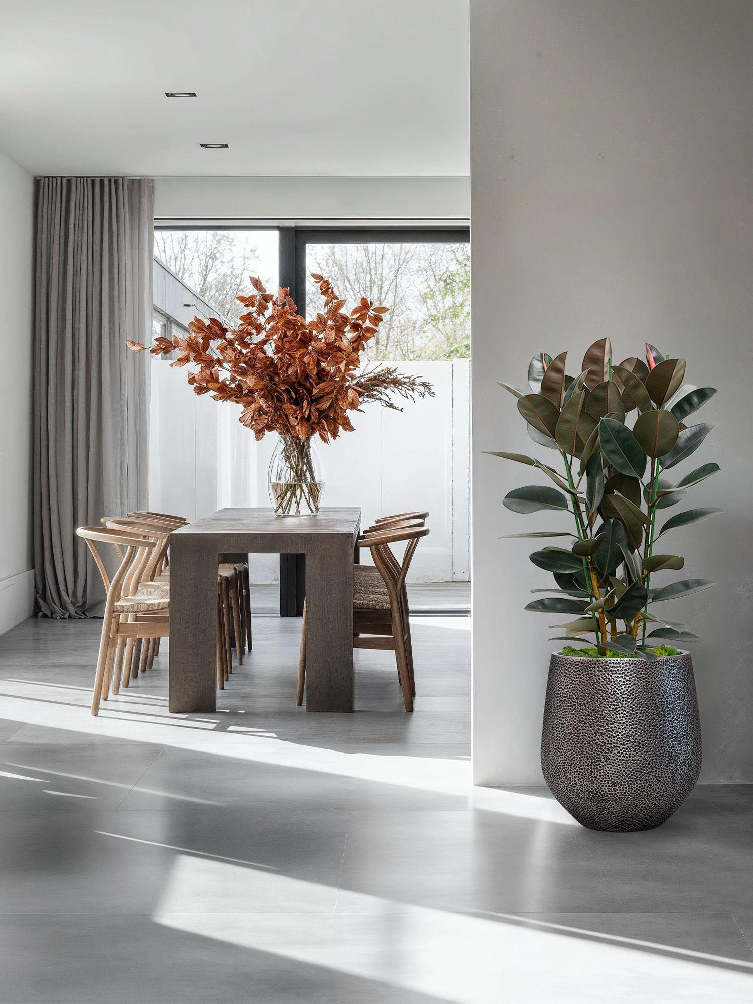 Ficus Elastica Abidjan