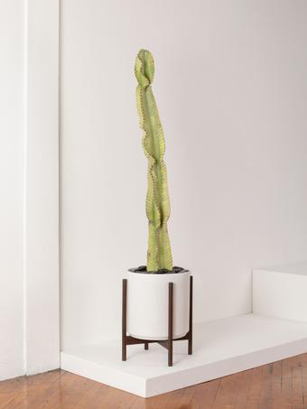 indoor plants picture