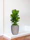 Ficus Lyrata Buisson