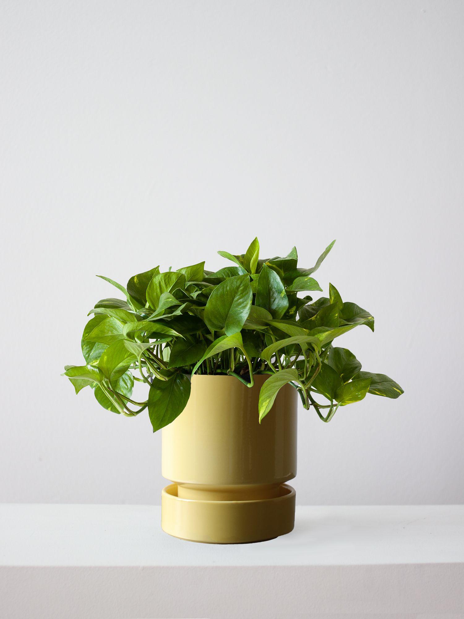 Cascading Pothos