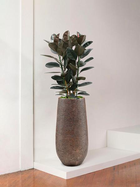 Ficus Elastica Abidjan