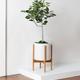 Ficus Audrey Tree