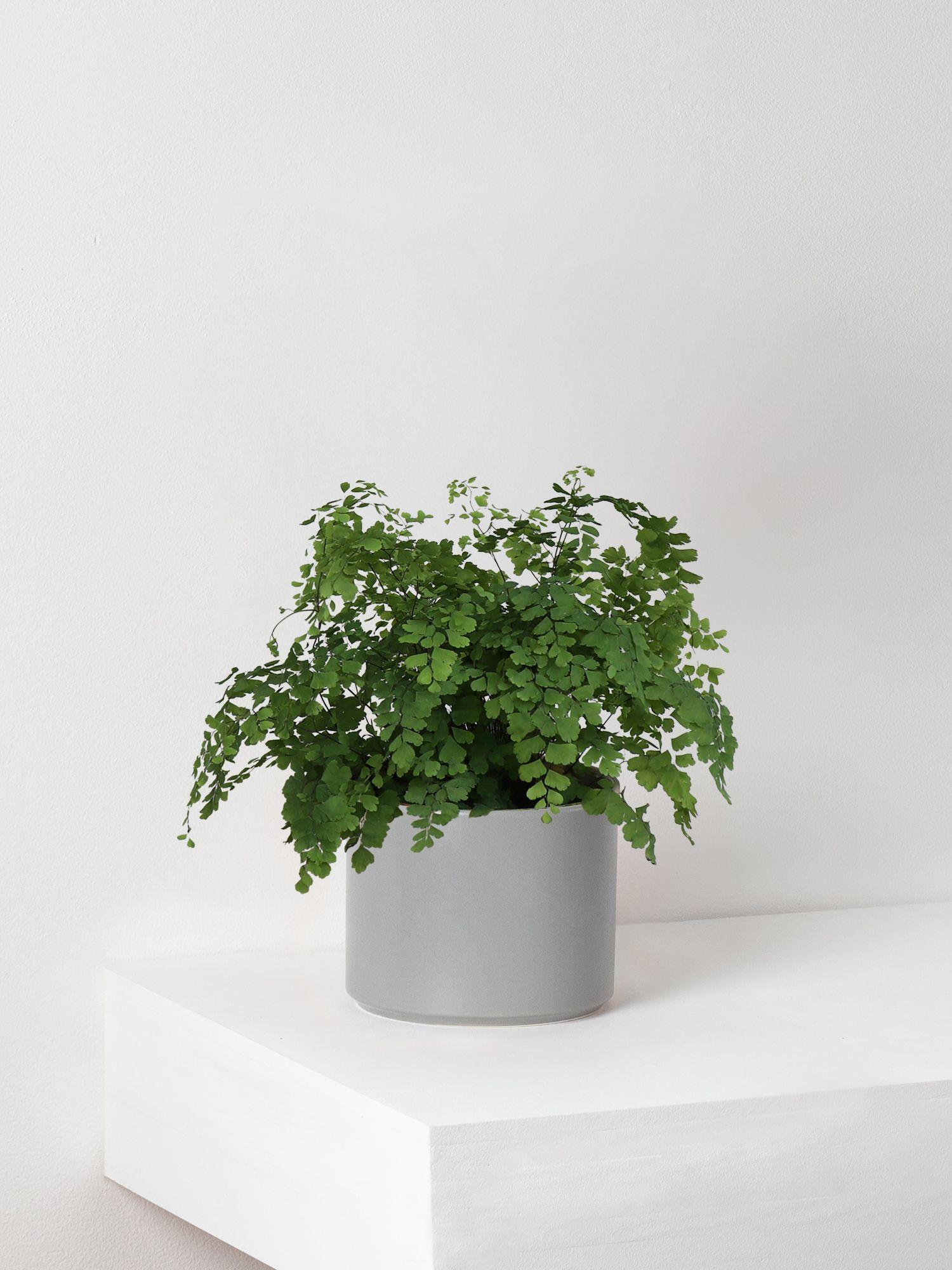 Maidenhair Fern