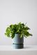 Cascading Pothos