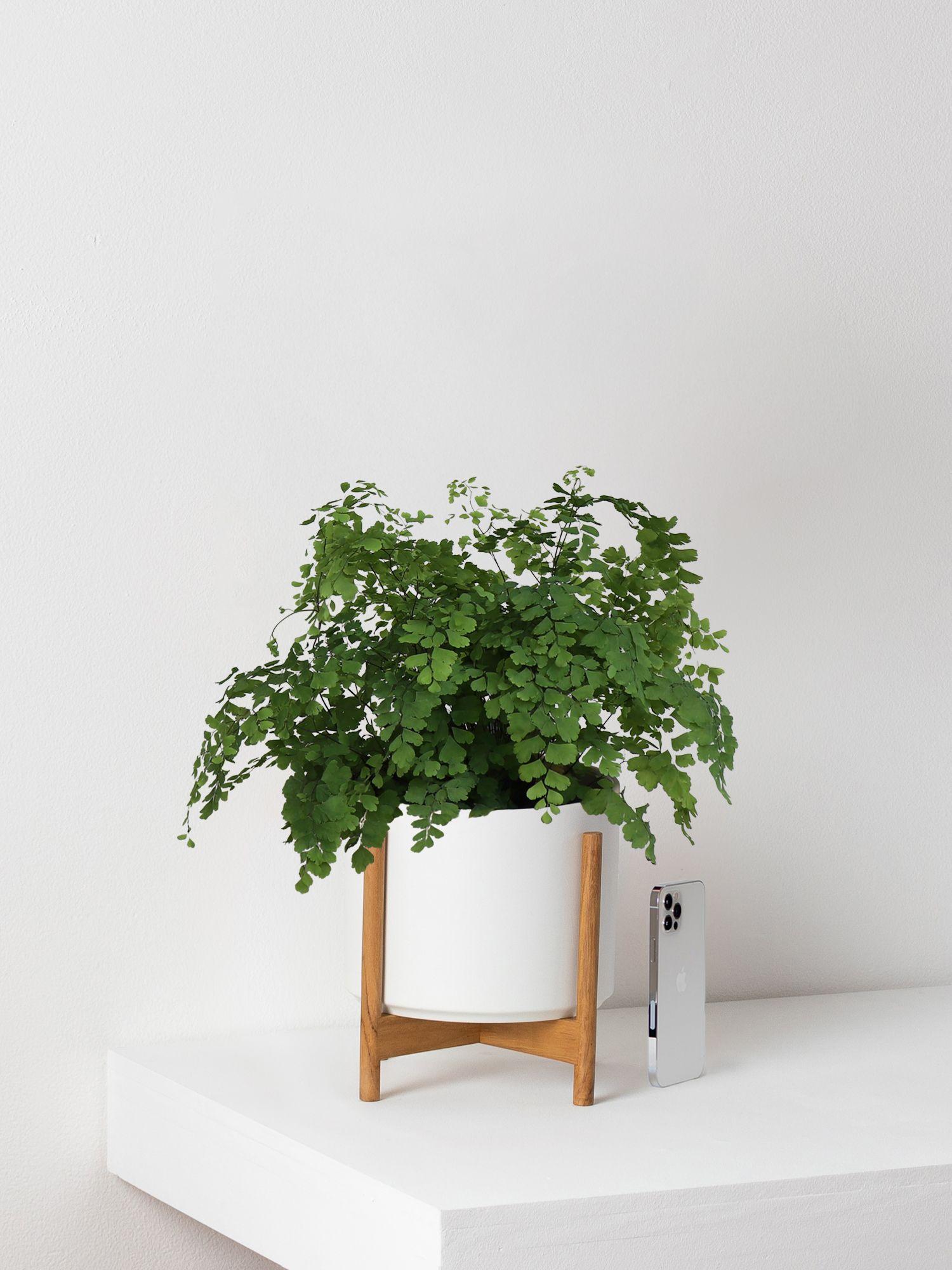 Maidenhair Fern