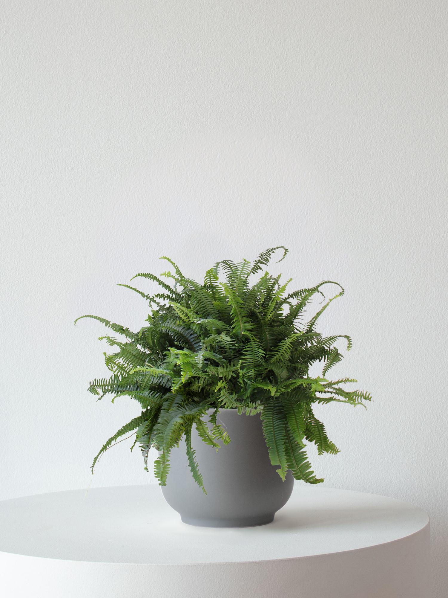 Boston Fern