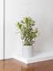 Dracaena Song of India