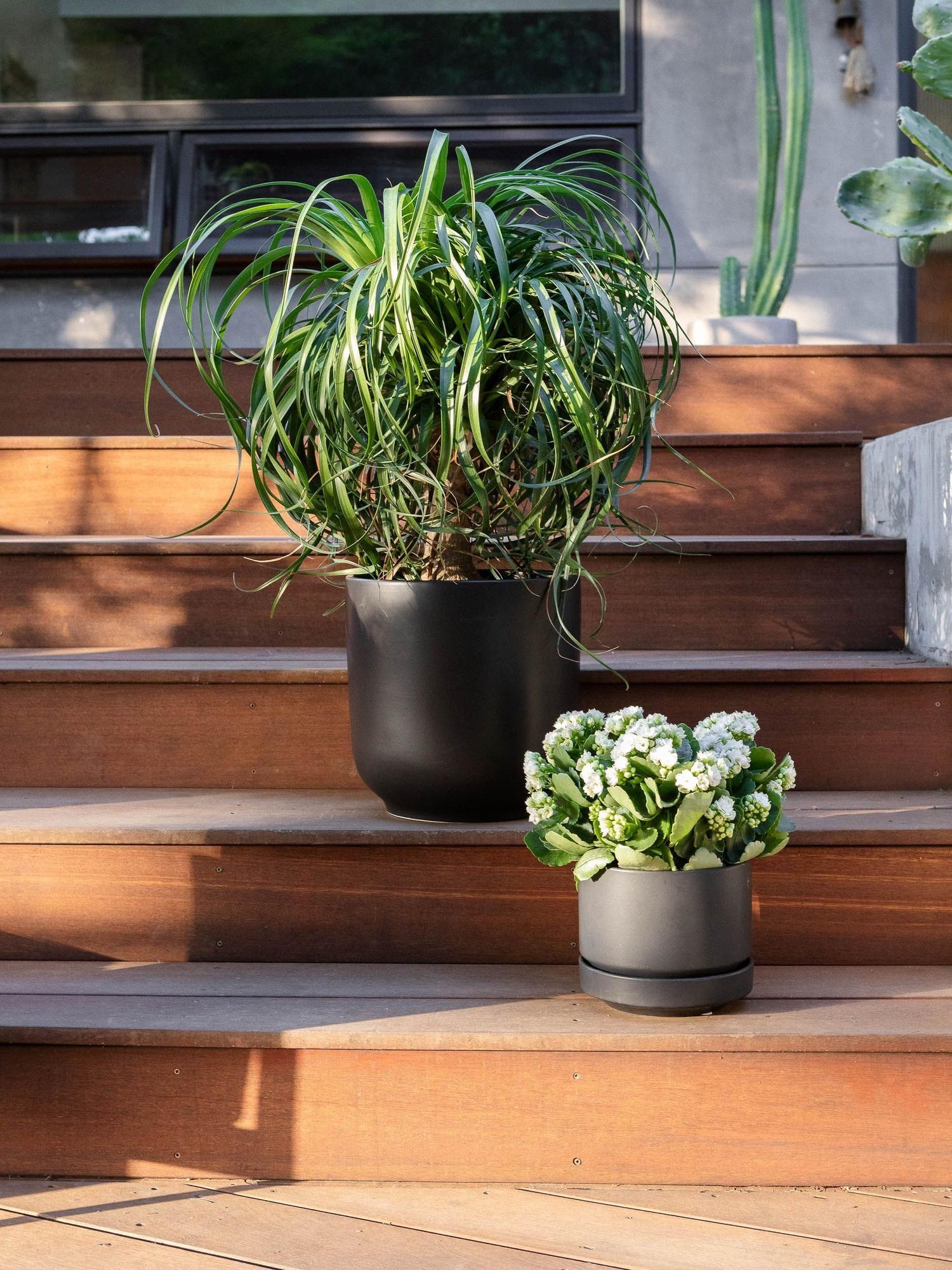 Ponytail Palm - Nouvelle Ceramic
