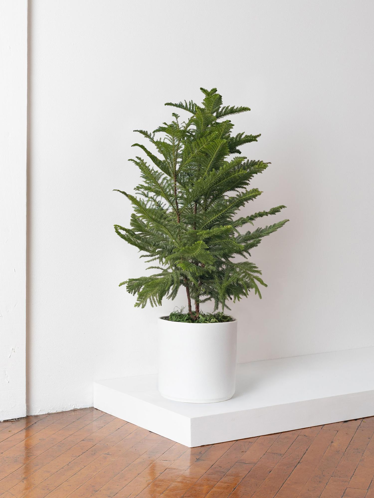 Norfolk Island Pine Large (3 ft tall) + Mid-Century Pot | Lon & George