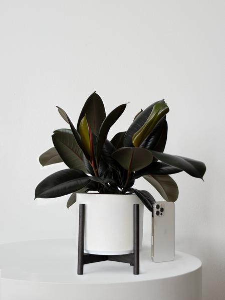 Rubber Plant